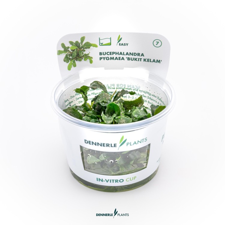 Planta acvariu Dennerle Bucephalandra Bucephalandra pygmaea Bukit Kelam In-Vitro - imagine 5